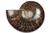 Polished Ammonite (Cleoniceras) Fossil - Madagascar #344292-1